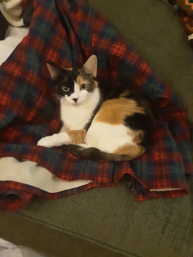 Pet Store «Pet Advantage», reviews and photos, 350 Dorset St # 1, South Burlington, VT 05403, USA