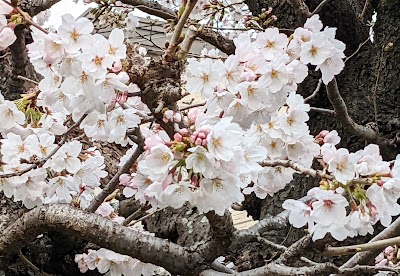 光明公園