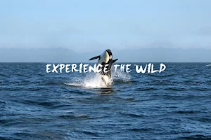 Orca Spirit Adventures Whale Watching image