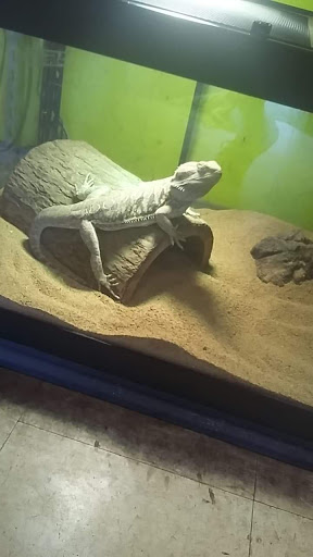 Pet Store «Tye-Dyed Iguana - Reptiles», reviews and photos, 1905 W U.S. 50, Fairview Heights, IL 62208, USA