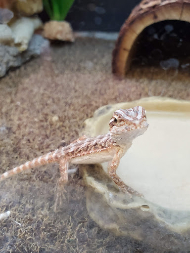 Pet Supply Store «PetSmart», reviews and photos, 1621 E Monte Vista Ave b, Vacaville, CA 95688, USA