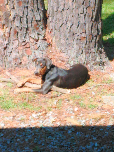 Pet Supply Store «PetSmart», reviews and photos, 150 Glynn Isle, Brunswick, GA 31525, USA