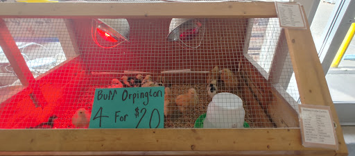 Pet Supply Store «Western Feed & Pet Supply», reviews and photos, 8980 Greenback Ln, Orangevale, CA 95662, USA