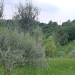 Photo n°2 de l'avis de Georg.c fait le 07/05/2023 à 16:35 sur le  Osteria Borgoluce à Susegana