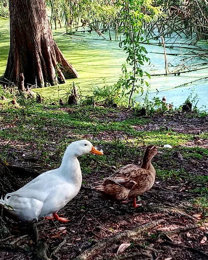 Park «Lake Lily Park», reviews and photos, 900 S Orlando Ave, Maitland, FL 32751, USA