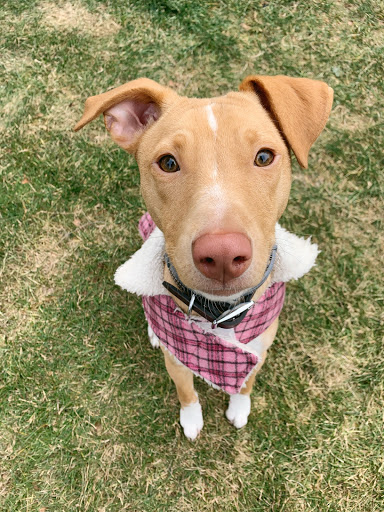 Pet Supply Store «Pet Life | Supplies, Services & Knowledge», reviews and photos, 1600 Woodbury Ave, Portsmouth, NH 03801, USA