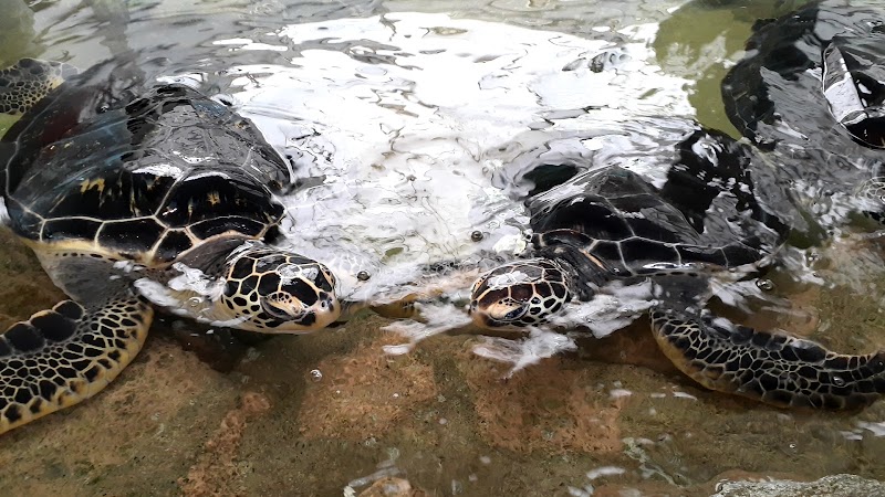 奄美海洋展示館 鹿児島県奄美市名瀬小宿 水族館 水族館 グルコミ