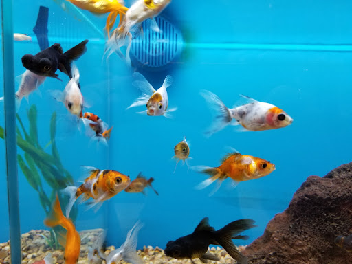 Pet Supply Store «Petco Animal Supplies», reviews and photos, 187 Stonebrook Pl, Jackson, TN 38305, USA