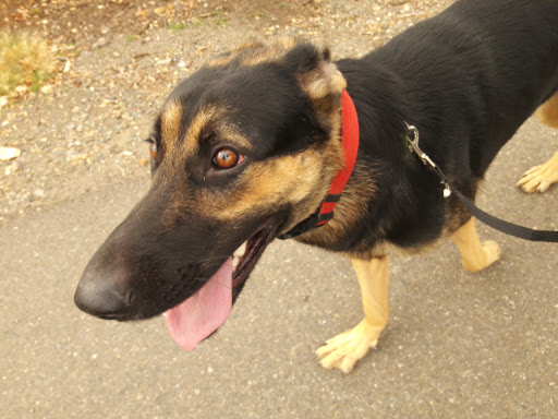 Park «Anderson River Park», reviews and photos