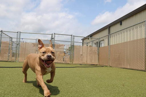 Pet Boarding Service «Creature Comforts», reviews and photos, 1600 W Cotton St, Longview, TX 75604, USA