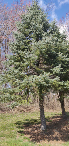 Park «Beech Woods Park», reviews and photos, 137 Beekman Rd, Kendall Park, NJ 08824, USA