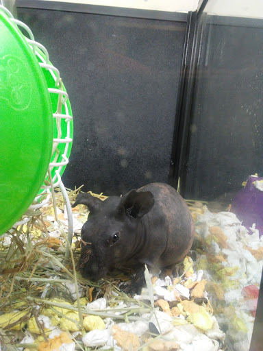 Pet Supply Store «PetSmart», reviews and photos, 7177 SE 29th St, Midwest City, OK 73110, USA