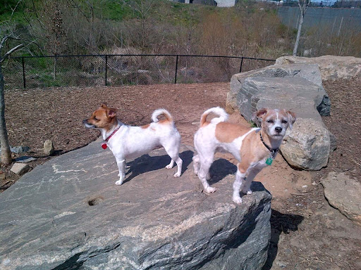 Pet Store «In The Ruff Pet Stuff», reviews and photos, 7380 Spout Springs Rd #190, Flowery Branch, GA 30542, USA