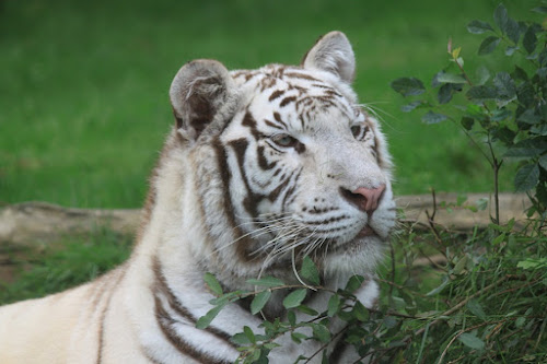 Zoo d'Asson à Asson