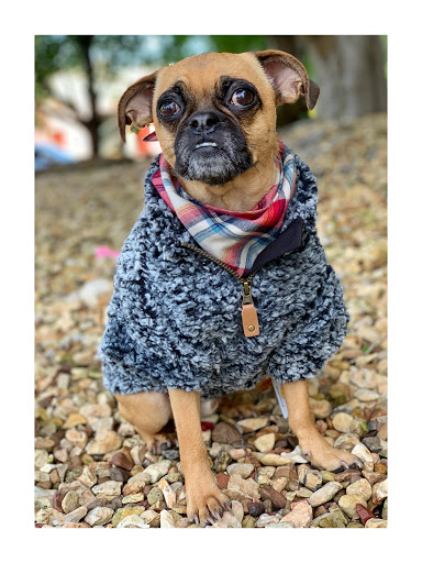 Pet Supply Store «Dog Dish», reviews and photos, 1778 Utica Square, Tulsa, OK 74114, USA