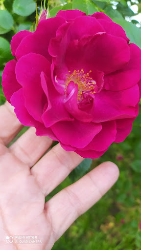 Park «Carl Schurz Park», reviews and photos, East 86th Street & East End Ave, New York, NY 10028, USA