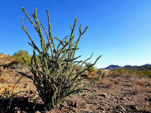 Park «Buffalo Ridge Park», reviews and photos, 19250 N 16th St, Phoenix, AZ 85024, USA