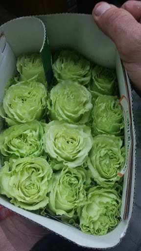 Florist «A Special Rose Florist», reviews and photos, 14546 Bruce B Downs Blvd, Tampa, FL 33613, USA