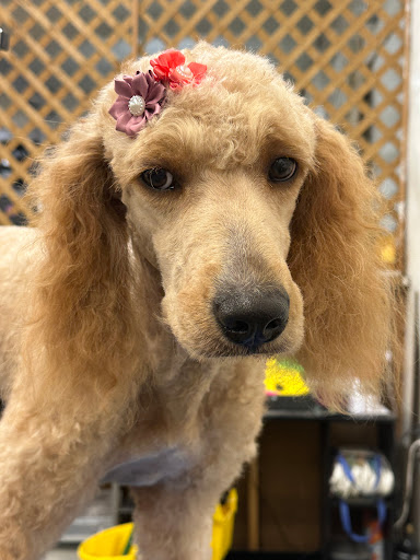 Grooming shop(Ledka)