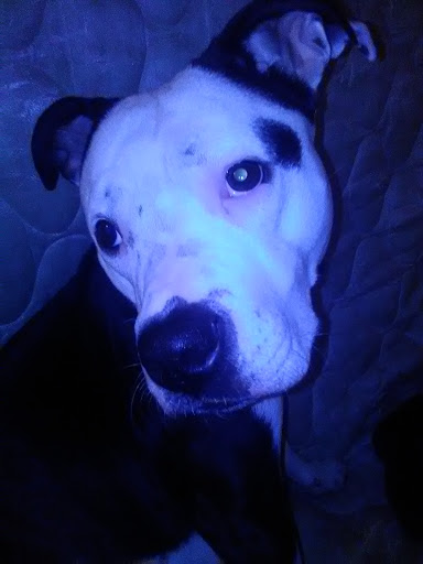 Bowling Alley «Apollo Bowling Center», reviews and photos, 29410 Gratiot Ave, Roseville, MI 48066, USA