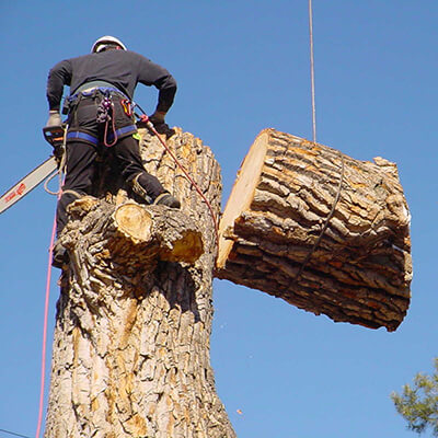 First Tree Service