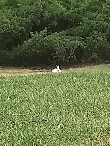 Amphitheater «American Fork Amphitheater», reviews and photos