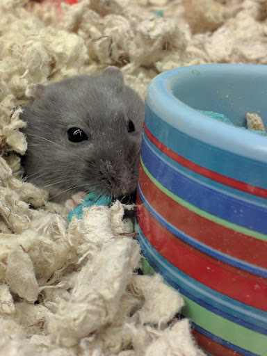 Pet Supply Store «Petco Animal Supplies», reviews and photos, 298 Spring Creek Drive, Franklin, TN 37067, USA