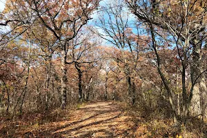 Stephens State Forest image