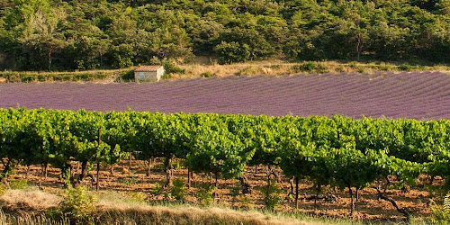 Caviste Les vignerons Valléon Loriol-sur-Drôme