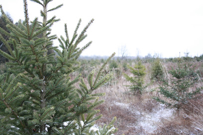 Jingle Bills Christmas Tree Farm