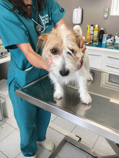 Pensioni per cani e dog hotel a Ospedale Veterinario Rosi Dr. Paolo