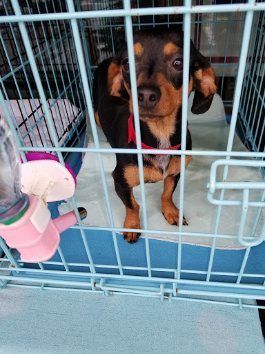 Pet Supply Store «Yummy Tummy Pet Supply», reviews and photos, 27149 185th Ave SE, Covington, WA 98042, USA