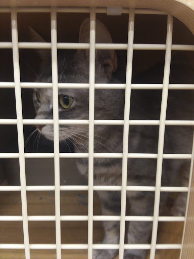 Pet Supply Store «Petco Animal Supplies», reviews and photos, 247 N Washington Hwy, Ashland, VA 23005, USA