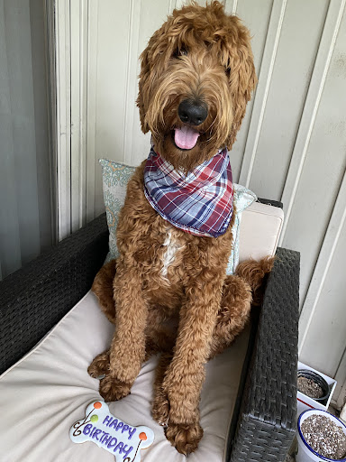 Pet Supply Store «All About Dogs & Cats LLC», reviews and photos, 1429 S Glenstone Ave, Springfield, MO 65804, USA