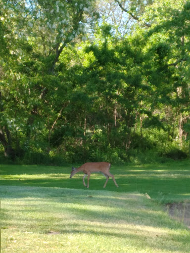 Golf Course «Christopher Morley Park Golf», reviews and photos, 500 Searingtown Rd, Roslyn, NY 11576, USA