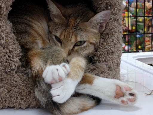 Pet Supply Store «Pet Supermarket, Inc.», reviews and photos, 18445 US-41, Lutz, FL 33549, USA