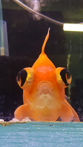 Pet Supply Store «Monrovia Tropical Fish», reviews and photos, 603 W Huntington Dr, Monrovia, CA 91016, USA