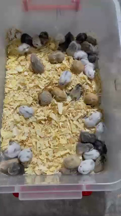 Hamster Uông Bí - quảng ninh
