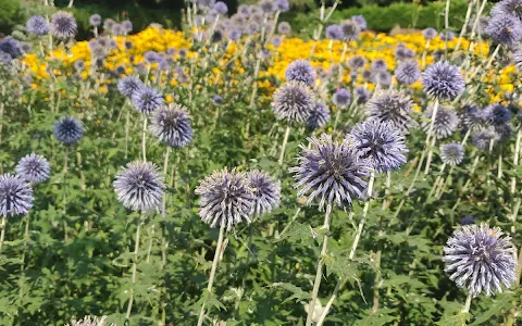 The Miracle Garden image