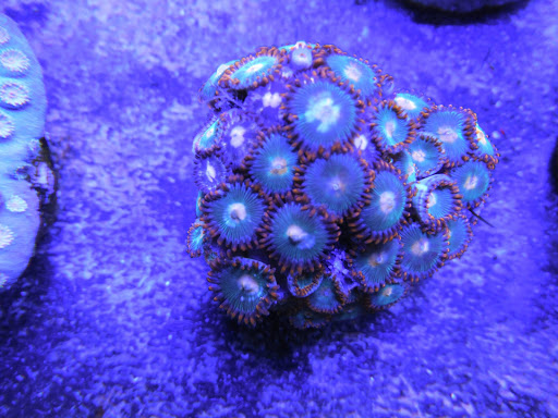 Tropical Fish Store «Reef Oasis», reviews and photos, 7669 Mentor Ave, Mentor, OH 44060, USA