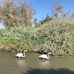 Photo n° 2 de l'avis de Alan. fait le 10/07/2023 à 03:35 pour Parc Ornithologique du Pont de Gau à Saintes-Maries-de-la-Mer