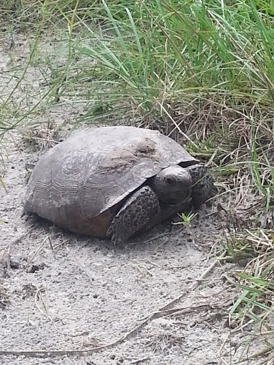 Nature Preserve «Conner Preserve», reviews and photos, 22500 FL-52, Land O Lakes, FL 34637, USA