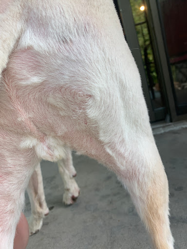 Pet Supply Store «PetSmart», reviews and photos, 2389 Taylor Park Dr, Reynoldsburg, OH 43068, USA