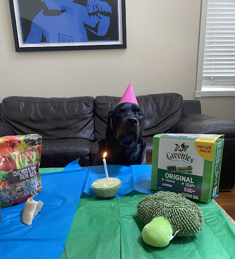 Pet Supply Store «Pet Supply Santa Clarita», reviews and photos, 26831 Bouquet Canyon Rd, Santa Clarita, CA 91350, USA