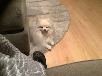 Fuzzy Wuzzy Pet Sitting - Photo 2 - Car repair in , Stamford