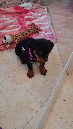 Auto Parts Store «Advance Auto Parts», reviews and photos, 10 Putnam Pike, Johnston, RI 02919, USA