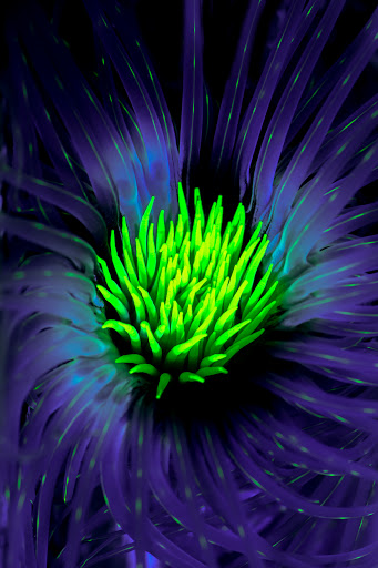 Aquarium «VIP Reef Aquarium», reviews and photos, 16300 SW 137th Ave #121, Miami, FL 33177, USA