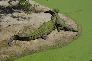 African Croc Dive image