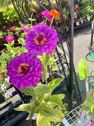 Hardware Store «Downtown Walnut Creek Ace Hardware», reviews and photos, 2044 Mt Diablo Blvd, Walnut Creek, CA 94596, USA