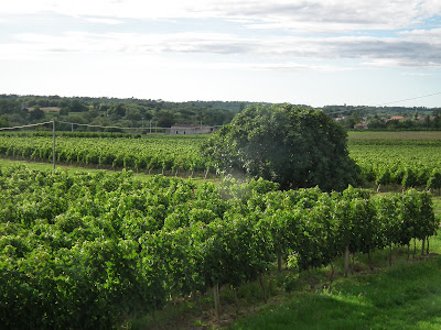 Vignobles MAULUN à Targon